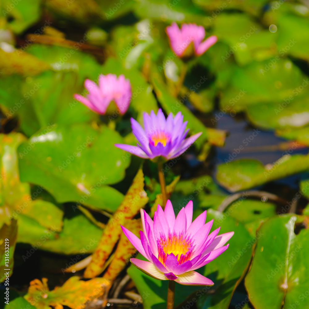 This beautiful Pink water lily or lotus flower blooming on the water in garden,Thailand. Selective and soft focus with blurred background. This beautiful Pink water lily or lotus flower blooming on the water in garden,Thailand. Selective and soft focus with blurred background.