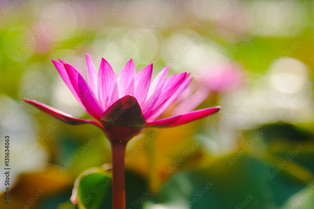Fototapeta premium This beautiful Pink water lily or lotus flower blooming on the water in garden,Thailand. Selective and soft focus with blurred background.