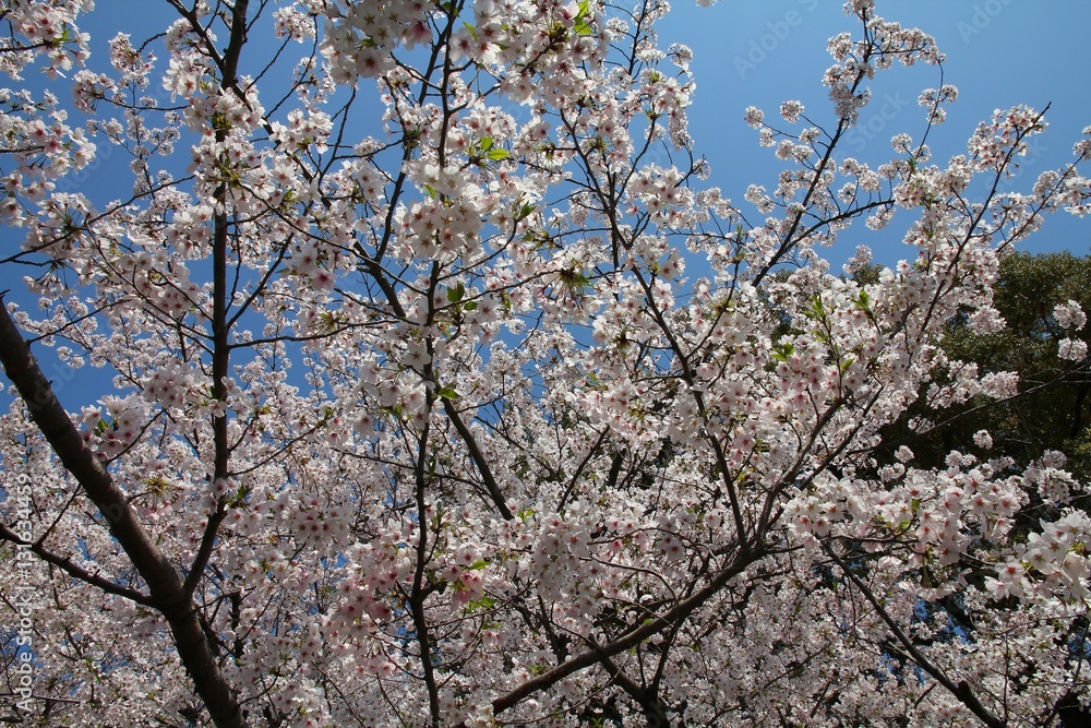 Cherry blossom, Tokyo
