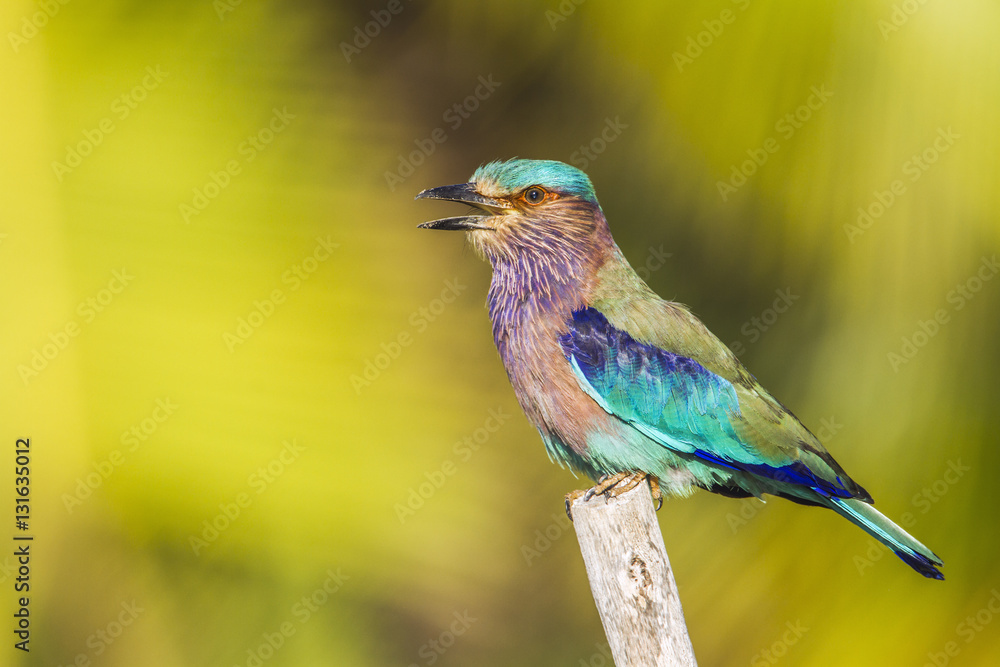Indian roller in Kalpitiya, Sri Lanka Indian roller in Kalpitiya, Sri Lanka