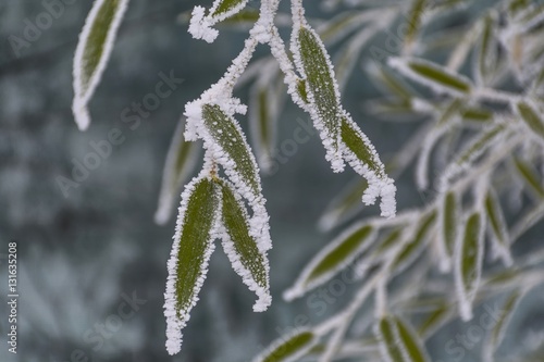   Frozen bamboo. Frozen bamboo branch leaf covered with hoar frost and snow close up view.