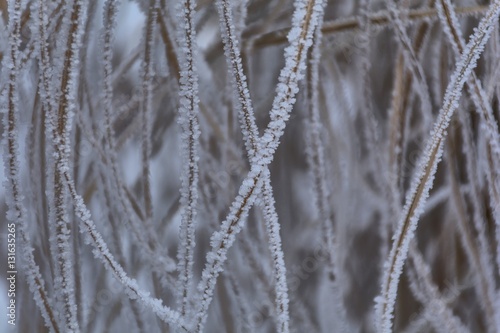  Grass covered with hoar frost, close up. Grass covered with frost in the cold winter day. Background texture of dry grass covered with hoarfrost