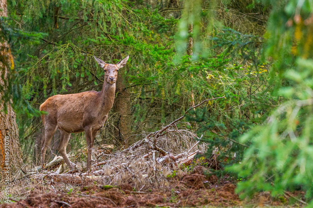 Rothirsch des Nationalparks De Hoge Veluwe schaut mich an. Rothirsch des Nationalparks De Hoge Veluwe schaut mich an.