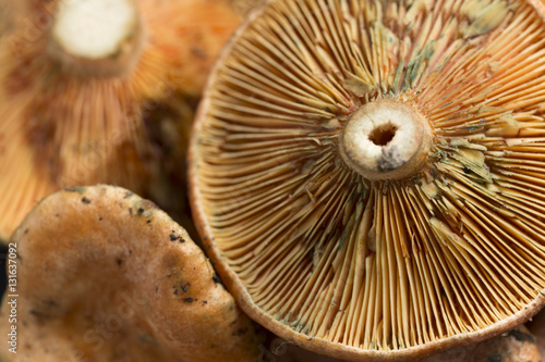 Mushrooms photographed close up