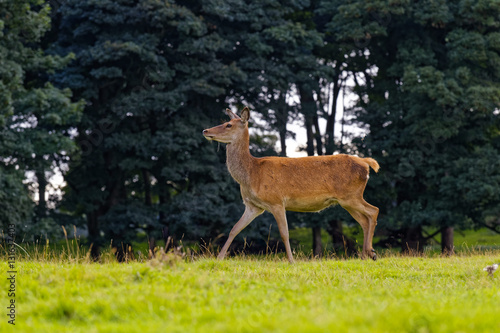 deer in woodland