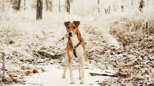 Adorable doggy in winter loves to play in the snow