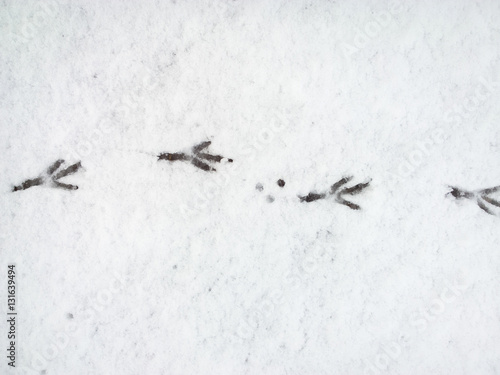 Bird trace in snow