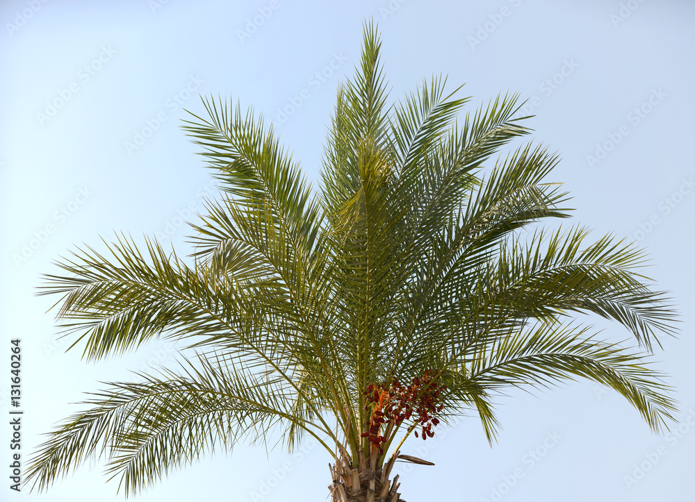 Clusters of red Kimri & khalal dates