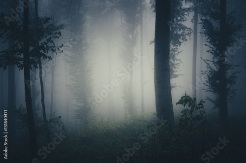 Dark forest background. Nature scenery in twilight with fog  trees and spooky atmosphere in woods