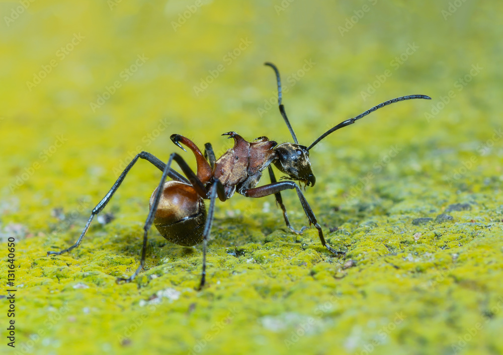 large spiny ant, beautiful ant in nature large spiny ant, beautiful ant in nature