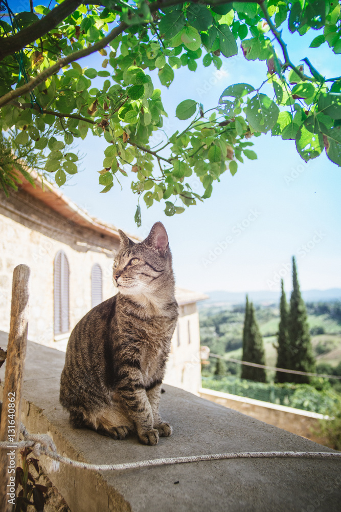 Obraz premium cat italy
