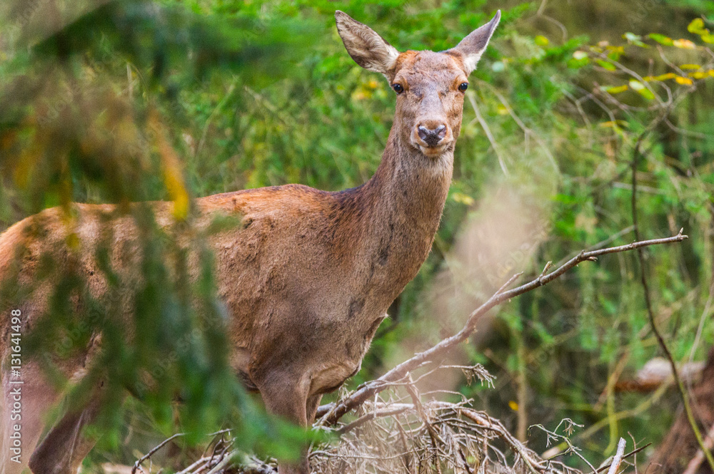 Fototapeta premium Portrait eines Rothirsches im Wald des Nationalparks De Hoge Veluwe