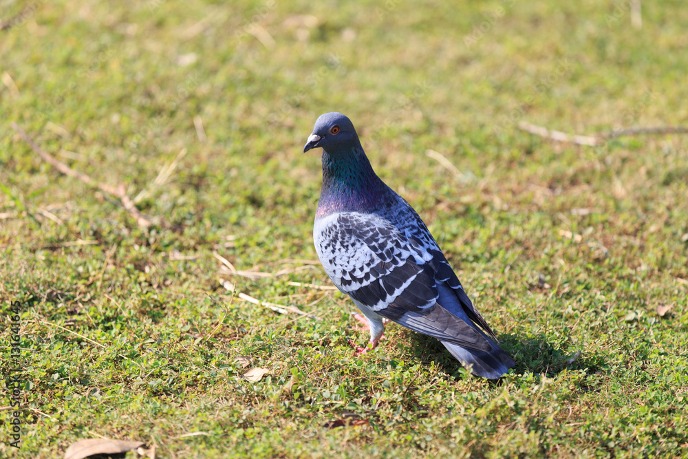 One pigeon (dove) One pigeon (dove)