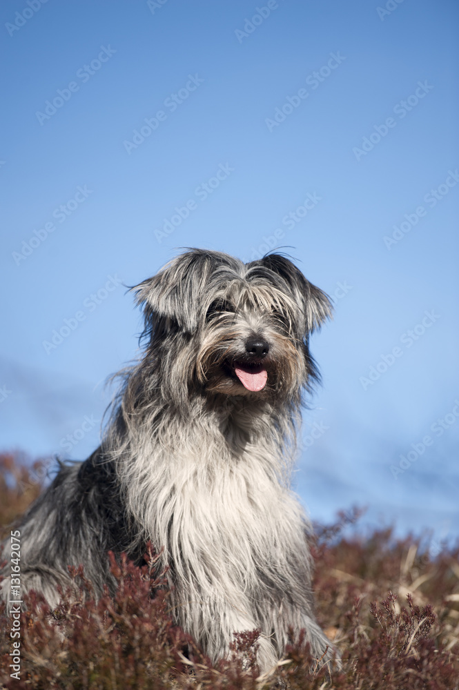 Portrait of cute grey lap dog Portrait of cute grey lap dog