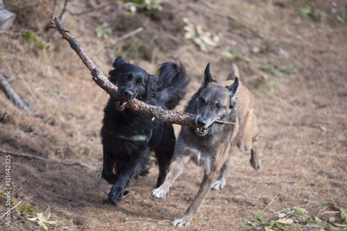 Two dogs playing and running with a stick in their mouth. They are carrying it together.