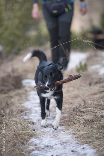 Border Collie with a stick caught in action