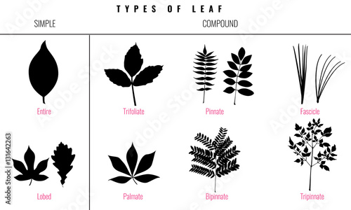 Leaf types infographics. Set of leaf collection. Silhouette Isolated Vector photo