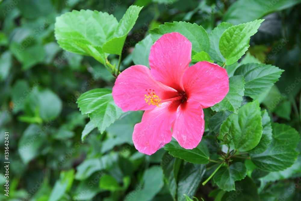 Hibiscus flower beautiful on tree Close up Hibiscus flower beautiful on tree Close up