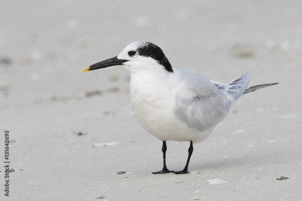 Sandwich Tern in winter plumage on a Florida beach Sandwich Tern in winter plumage on a Florida beach