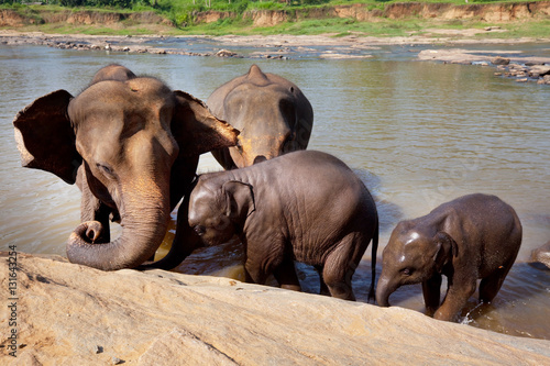 Elephants on Sri Lanka