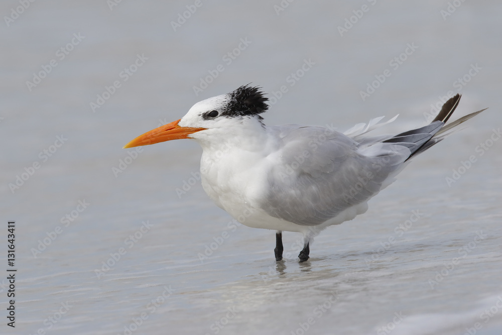 Royal Tern wading in the Gulf of Mexico - Florida Royal Tern wading in the Gulf of Mexico - Florida