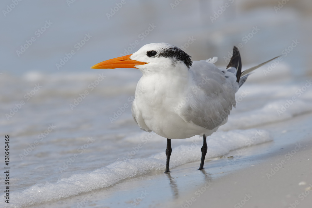 Royal Tern on a Gulf of Mexico beach - Florida Royal Tern on a Gulf of Mexico beach - Florida