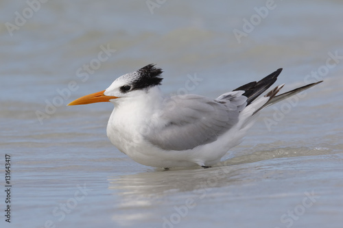 Royal Tern wading in the Gulf of Mexico - Florida