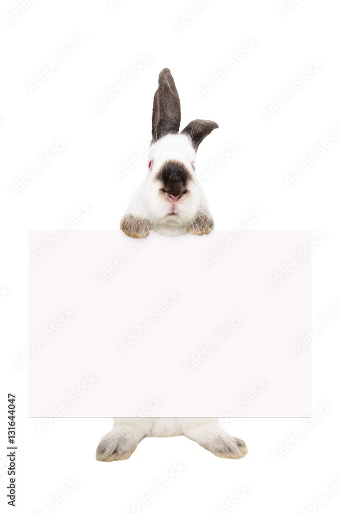 Naklejka premium Portrait of a white albino rabbit standing with a banner