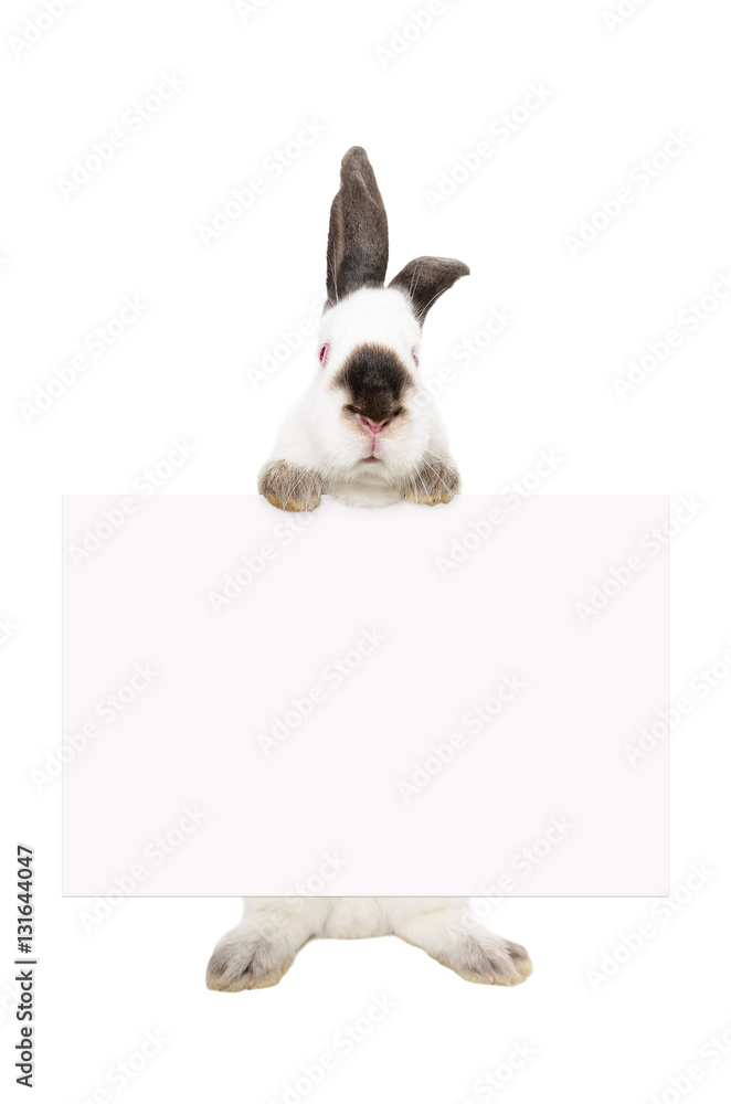 Obraz premium Portrait of a white albino rabbit standing with a banner