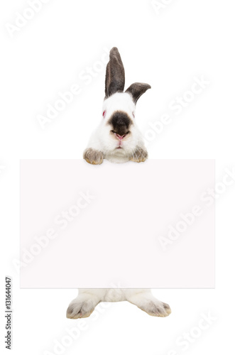 Portrait of a white albino rabbit standing with a banner