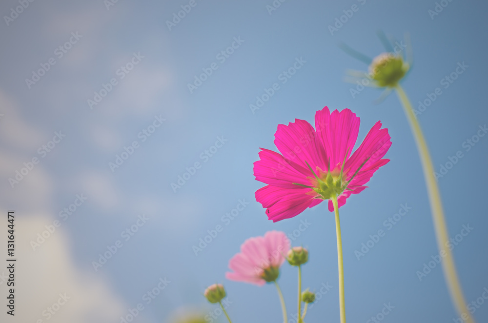 beautiful cosmos flowers with sky in the park. beautiful cosmos flowers with sky in the park.