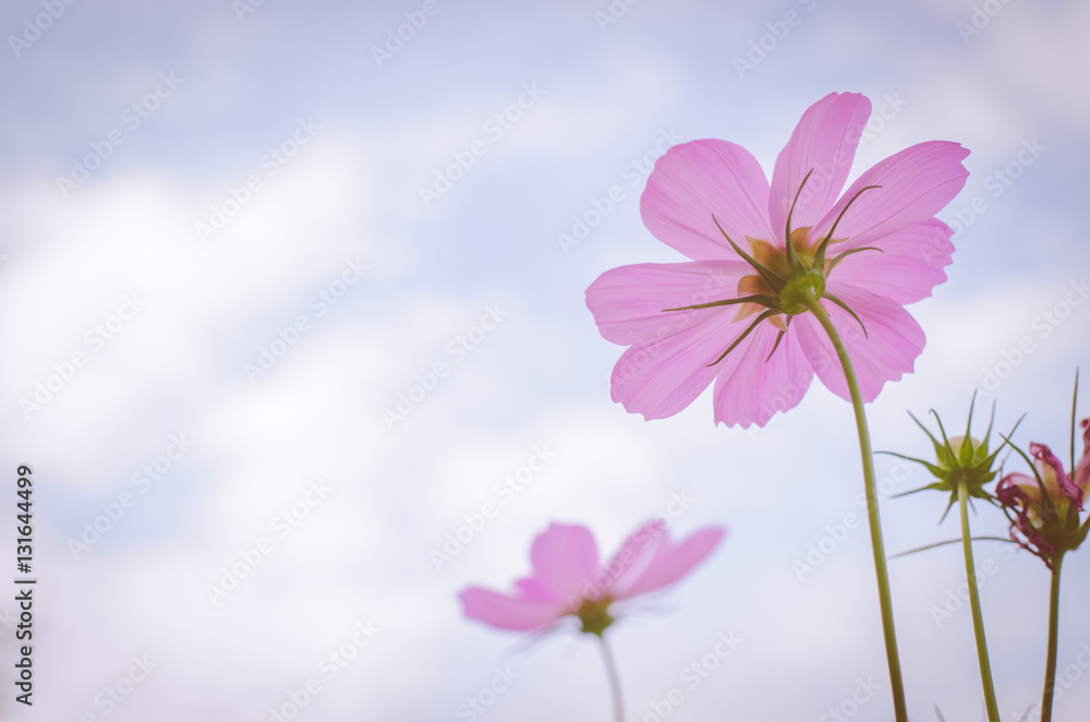 beautiful cosmos flowers with sky in the park. beautiful cosmos flowers with sky in the park.