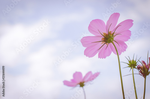 beautiful cosmos flowers with sky in the park.