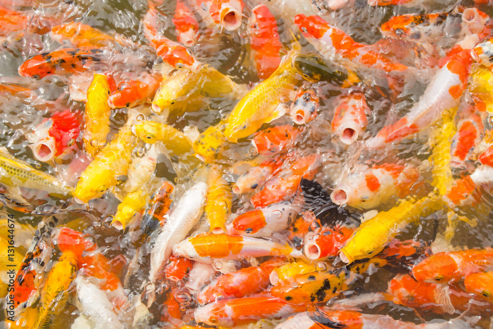 Multi-colored koi pond. Multi-colored koi pond.