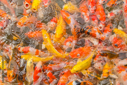 Multi-colored koi pond.