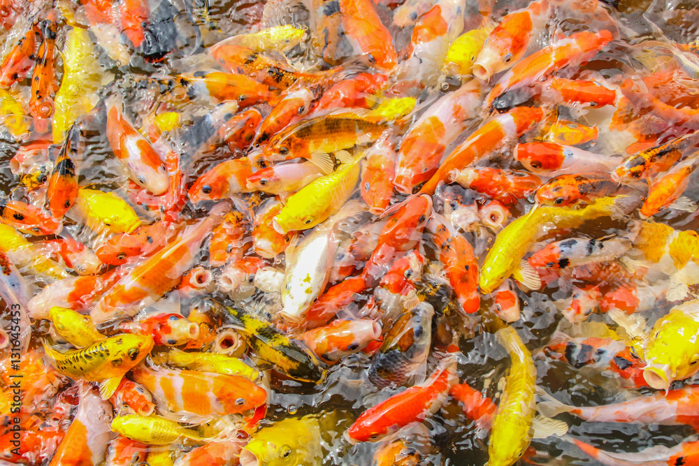 Multi-colored koi pond. Multi-colored koi pond.