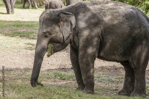 Elephant eating grass