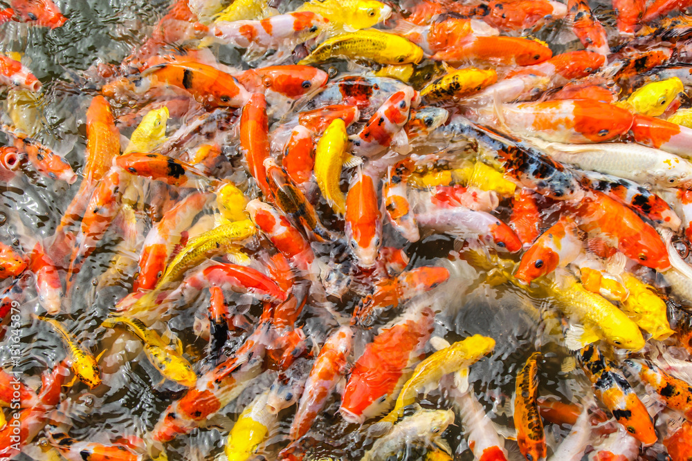 Multi-colored koi pond. Multi-colored koi pond.