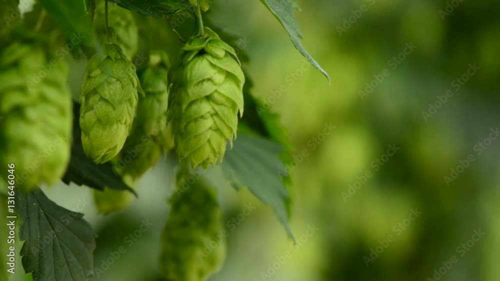 Closeup of ripe hop cones on the field Closeup of ripe hop cones on the field