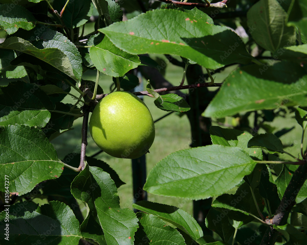 Green unripe apple on branch with leaves