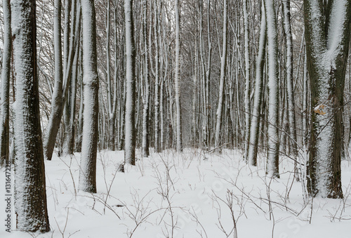 Зимний пейзаж с видом стройных рядов лиственных деревьев, запорошенных снегом 