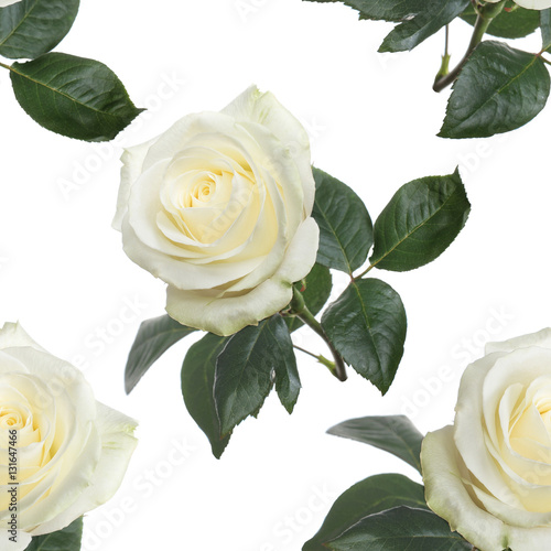 seamless pattern fresh white roses