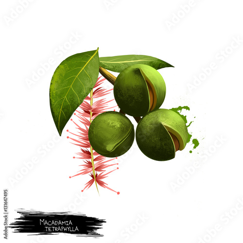 Macadamia tetraphylla fruit, leaf and flower isolated on white background. Macadamia nut, bauple, prickly macadamia, Queensland nut, rough-shelled bush nut. Digitall art watercolor illustration photo