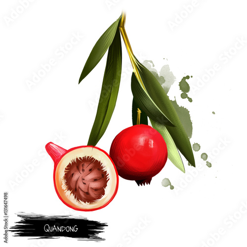 Quandong fruit, leaf and flower isolated on white background. Quandang common name for species Santalum acuminatum desert sweet Western quandong. Edible fruit. Digitall art watercolor illustration photo