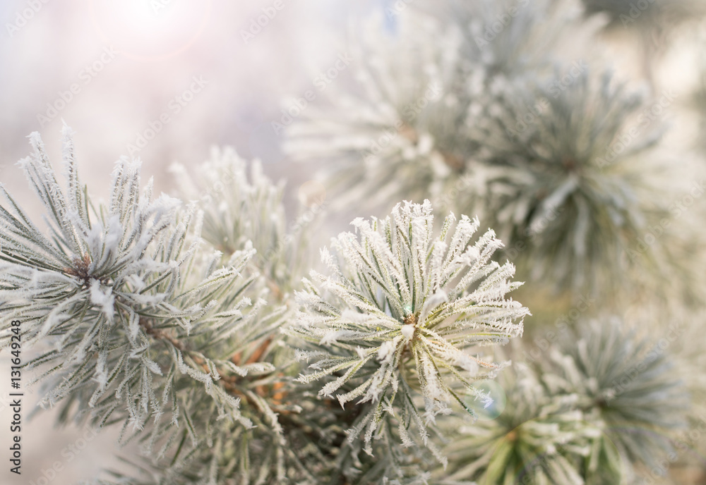 Pine with hoarfrost Pine with hoarfrost