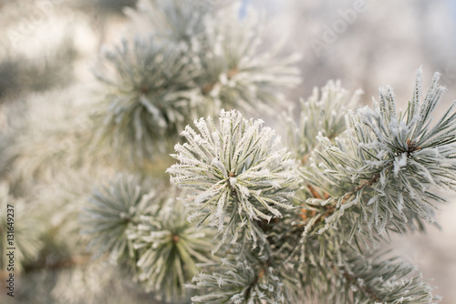 Pine with hoarfrost