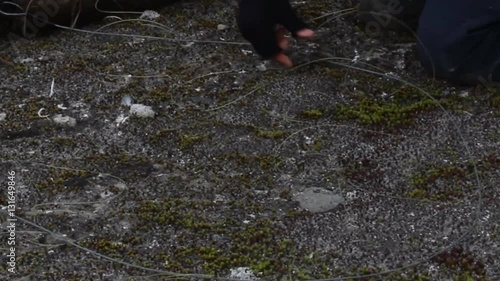 Ecological science. Ornithologist (nice girl) sets a trap made from loops (noose) to catch and mark birds (gulls) in tundra. Migration study.
 photo