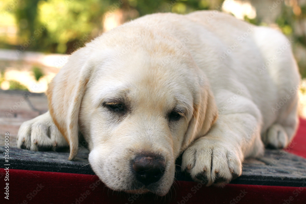 a little cute labrador puppy on a red background a little cute labrador puppy on a red background