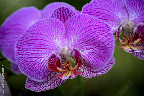 Orchid