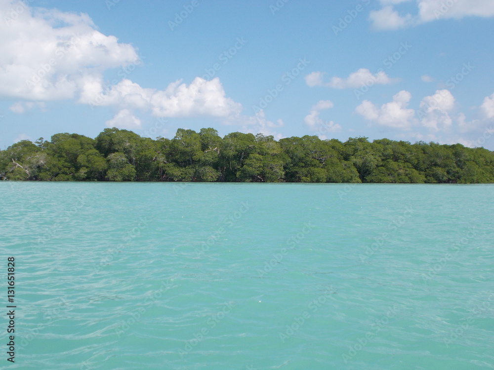 sea and mangrove